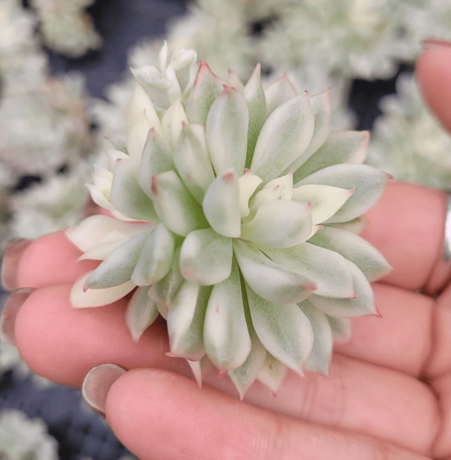Echeveria Mebina Variegated Succulent Live Plant 2 Inch for Indoor Outdoor Home Office Garden Decor