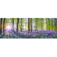 thumbnail image 2 of Frank, Assaf 32x14 White Modern Wood Framed Museum Art Print Titled - Bluebells, 2 of 4