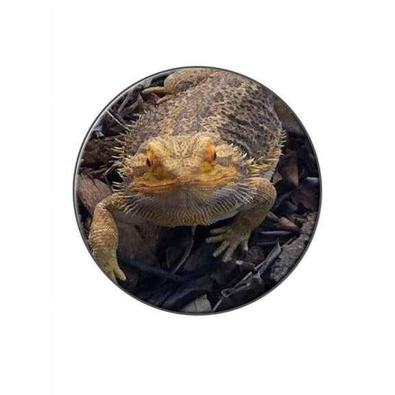 Bearded Dragon - Beardie Lizard Reptile Lapel Hat Pin Tie Tack Large Round