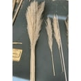 thumbnail image 4 of PEONAVET Giant Reed Natural Dryness - Wedding Bouquet Is A Favorite Wedding Color within The Natural, 4 of 4