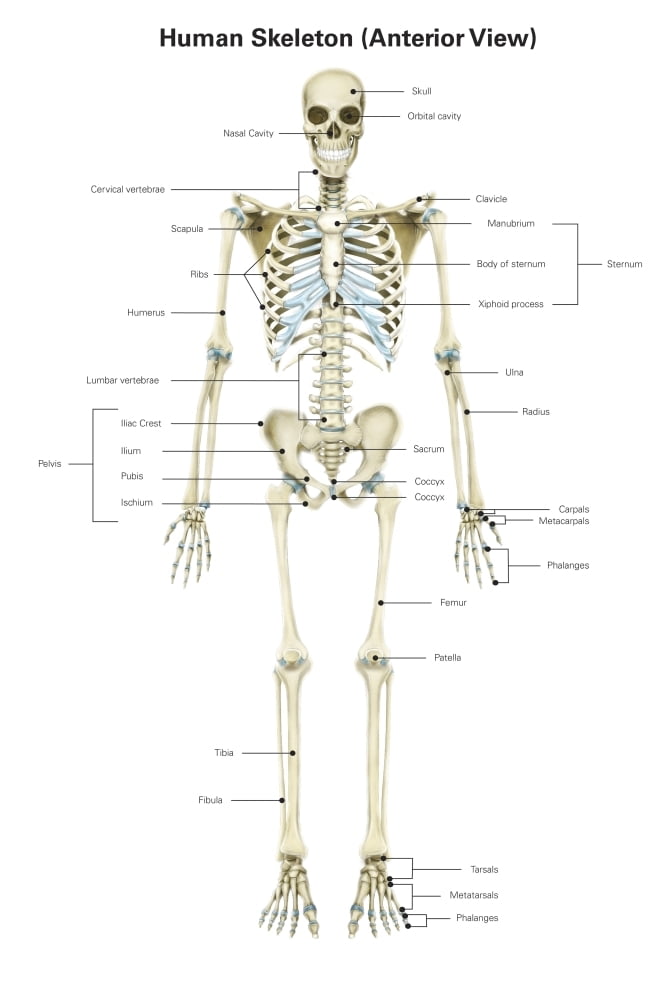 Anterior view of human skeletal system with labels. Poster Print by