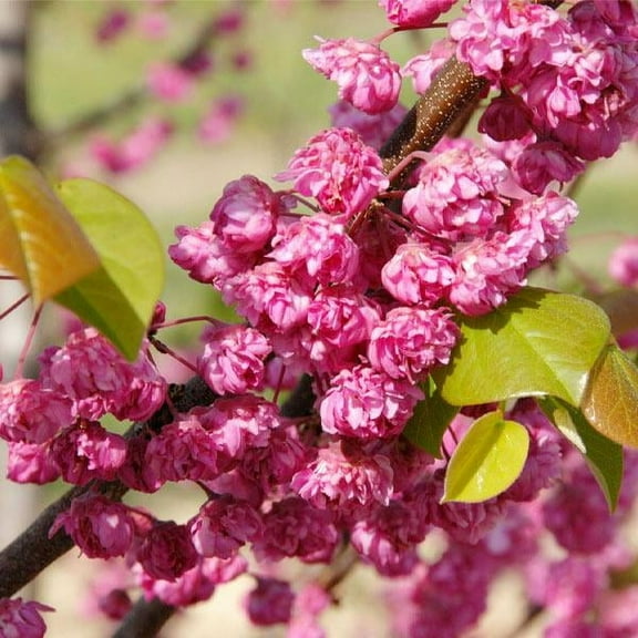 Brighter Blooms - Pink Pom Poms' Redbud Tree, 6-7 ft. - No Shipping To AZ,OR