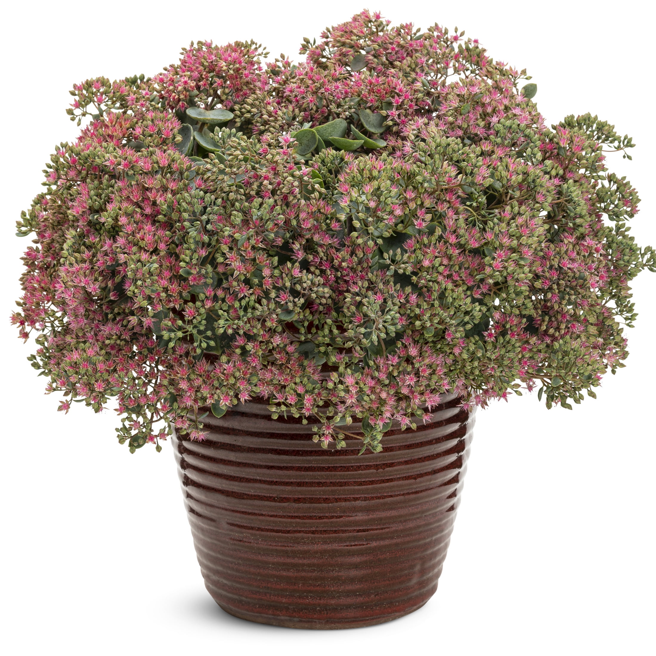 Proven Winners 5" Pink Rock 'N Round 'Popstar' Stonecrop Live Plant in 4.5" Pot (4 Count)