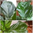 thumbnail image 3 of burton+BURTON Floralife Leafshine Scent Free Clear Spray for Plants and Flowers, 750ml, 3 of 5