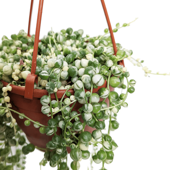 Variegated String of Pearls Plant, Live Trailing Succulent Rooted Plant 4 Inch Pot