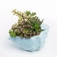 thumbnail image 3 of Monstrate Bonito jarrón de pescado, pieza de decoración única y duradera, cerámica ancha, bonita maceta carnosa, hogar, jardín, europeo Decoración del hogar con agujero, decoración de pecera Azul, 3 of 6