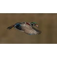 thumbnail image 2 of A, Salman 14x9 Gold Ornate Wood Framed with Double Matting Museum Art Print Titled - Wood Duck-Male In-Flight, 2 of 4