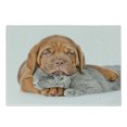 thumbnail image 1 of Dog and Cat Cutting Board, Sad Bordeaux's Head on a Sleeping Kitten, Decorative Tempered Glass Cutting and Serving Board, in 3 Sizes, by Ambesonne, 1 of 2