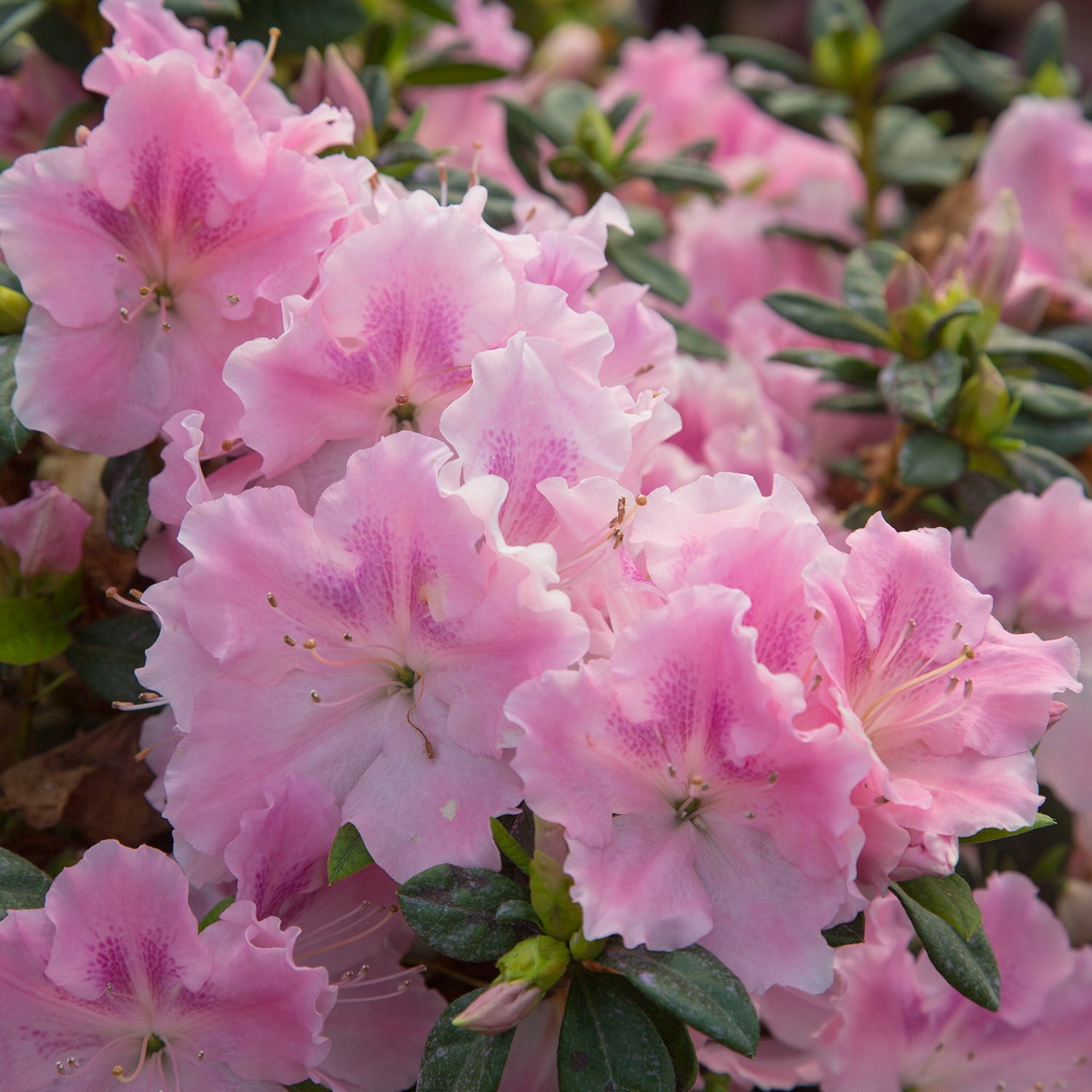 Encore Azalea Autumn Sweetheart (1 Gallon) Pink and White Flowering Shrub - Full Sun Live Outdoor Plant