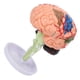 thumbnail image 5 of Modelo anatómico del cerebro 4D BuyWeekMX, 5 of 9