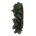 thumbnail image 3 of Vickerman 24" Artificial Green Silver Dollar Populus Eucalyptus Wreath, 3 of 5