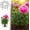 M, variant on 2026 New Peony Support,Metal Plant Support Ring for Garden,Peony Cage Stand,Heavy-Duty Flower Support Frame Indoor Pots, Flower Hoop, Decorative Grow,Outdoor Orchid Clip (S)