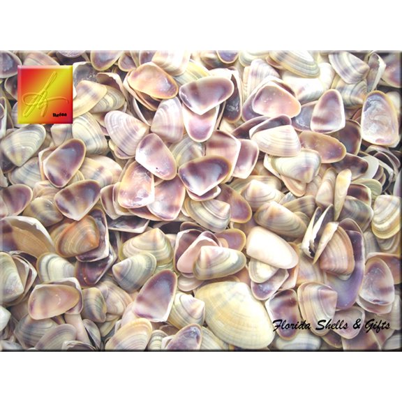 1 Lb (about 4 Cups) Small Blue White Purple Coquina Shells (about 1/2") Beach Wedding Nautical Crafts Vase Filling Aquarium