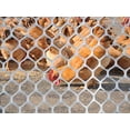 thumbnail image 6 of V Protek Plastic Poultry Fence- 6x50ft High Strength Poultry Netting,Chicken/Racoons/Gophor/Snakes Net Fence ,2/5" Mesh,White, 6 of 6