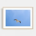 thumbnail image 2 of Seagull in Flight - Ocean City Maryland Photography Bird Nature Wildlife Minimalist Animal Scenic Unframed Wall Art Print 5 x 7 inches, 2 of 7