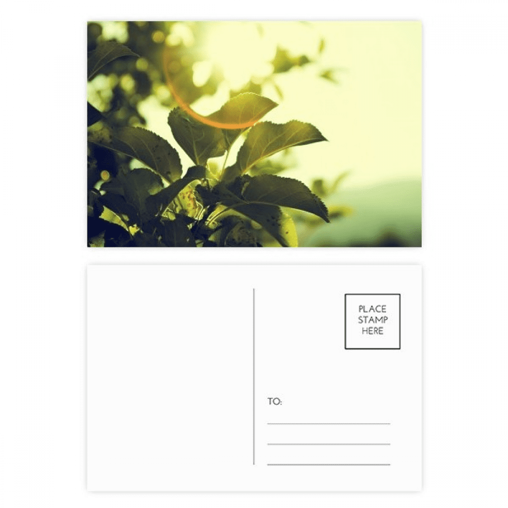 sunshine picture nature postcard set birthday mailing thanks greeting card