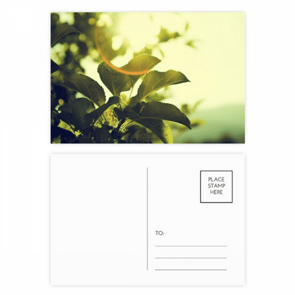 sunshine picture nature postcard set birthday mailing thanks greeting card