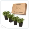 thumbnail image 5 of Live Aromatic and Edible Herb - Lavender (4 Per Pack), Natural Sleep Enhancer, 6" Tall by 4" Wide in 1 Pint Pot, 5 of 5