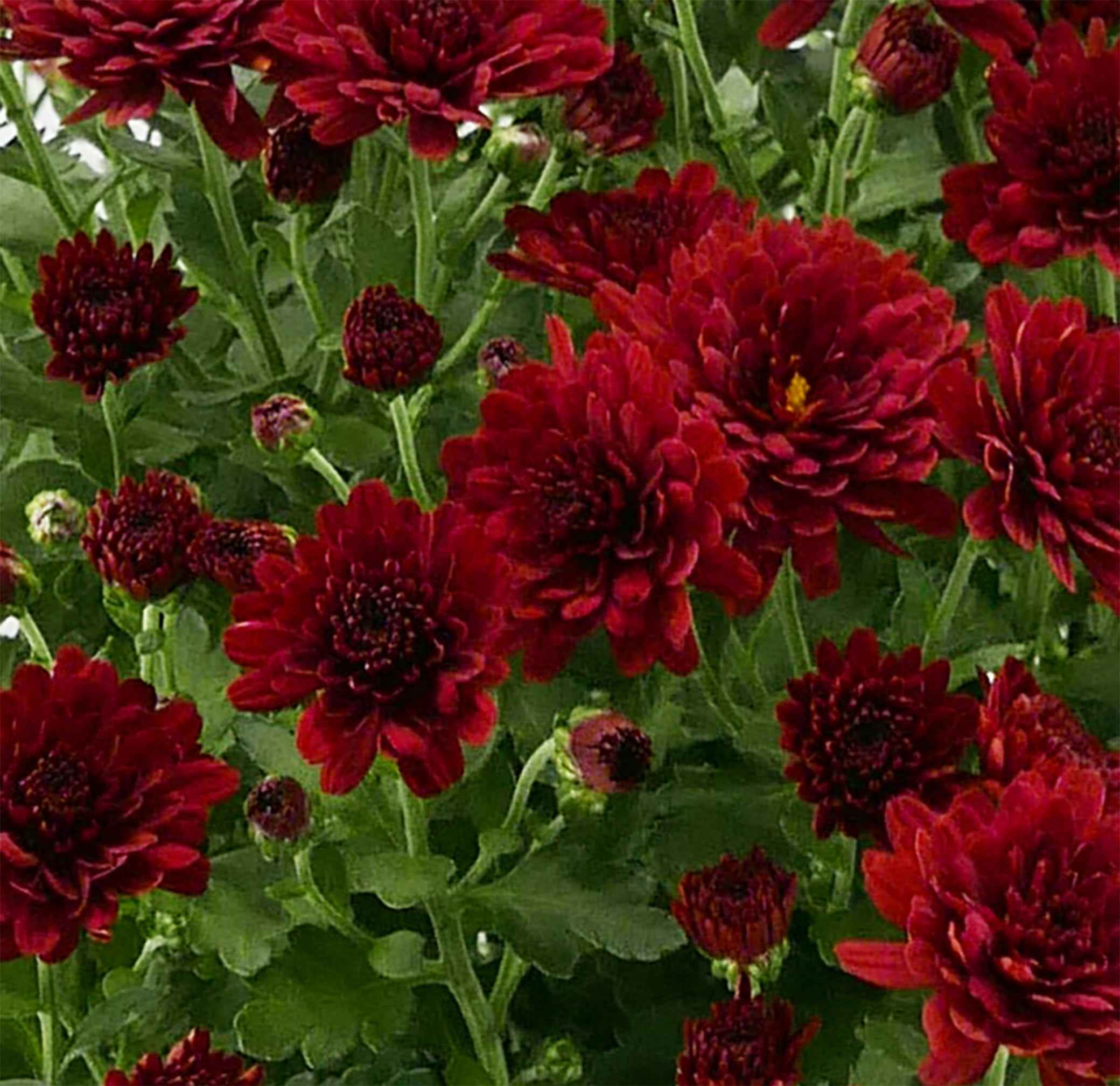 Expert Gardener 3QT Mum Red