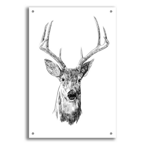 Epic Art 'Young Buck Sketch III' by Emma Scarvey, Acrylic Glass Wall Art, 24"x36"