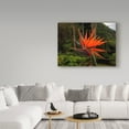 thumbnail image 3 of Trademark Fine Art 'Bird Of Paradise Red' Canvas Art by J.D. Mcfarlan, 3 of 3