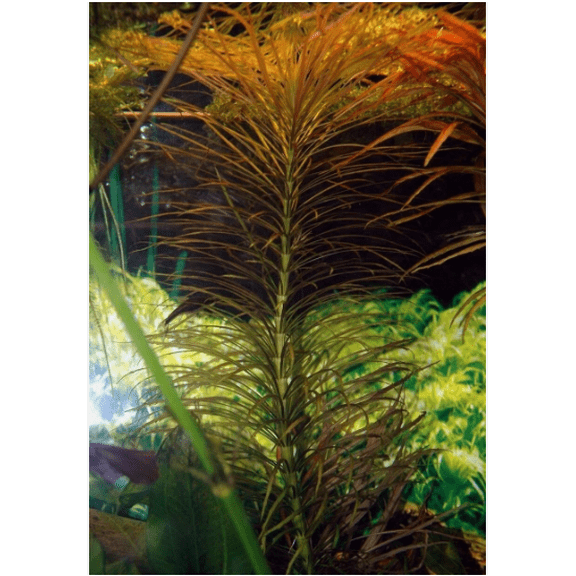 Eusteralis Stellata Pogostemon Live Aquarium Plant – Fresh Live Aquatic Stem Plant for Planted Fish Tanks
