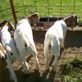 thumbnail image 7 of Little Giant Hook Over Goat Trough Heavy Duty Steel 9 Quart Feeder (2 Pack), 7 of 7