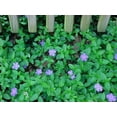 thumbnail image 2 of Myrtle 48 Plants - Periwinkle/Vinca - Hardy Groundcover -  1 3/4" Pots, 2 of 4