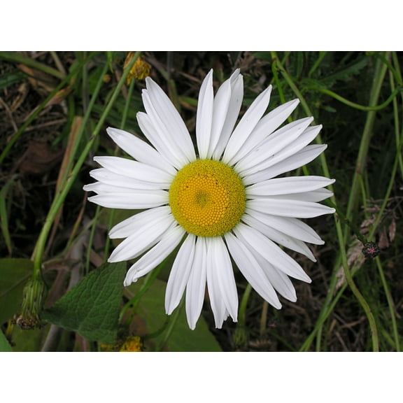 Ox Eye Daisy Nice Garden Flower by Seed Kingdom 1 OZ Seeds
