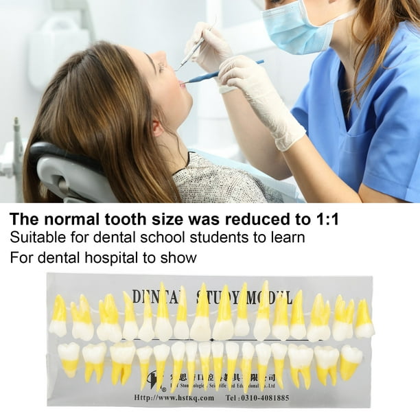 Expo dentaire - Dents artificielles