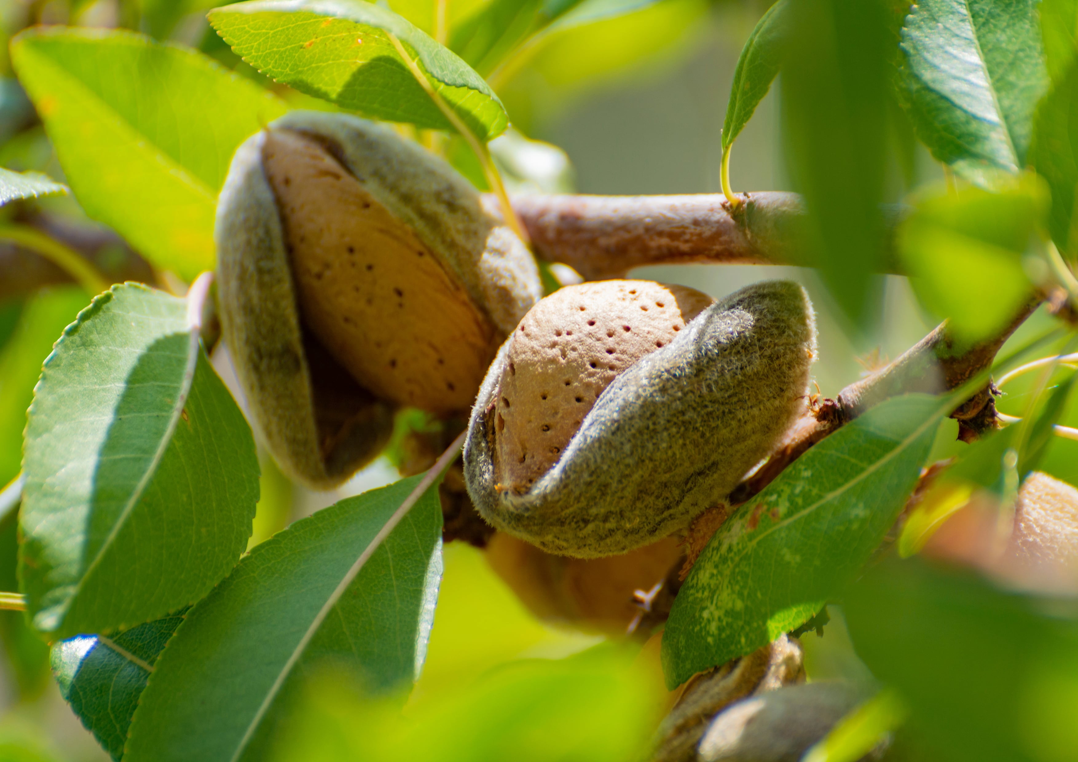 Dry Roasted Almonds, 2 Pounds — Kosher, Vegan — by Food to Live
