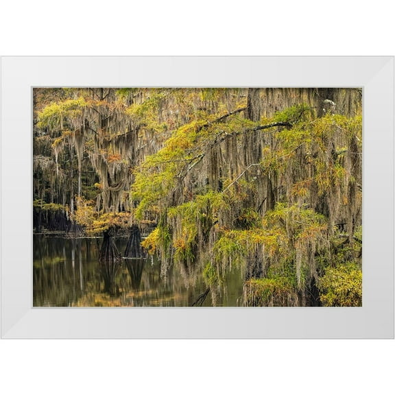 Jones, Adam 14x11 White Modern Wood Framed Museum Art Print Titled - Bald Cypress tree draped in Spanish moss with fall colors Caddo Lake State Park-Uncertain-Texas