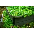 thumbnail image 5 of 100 MINER'S LETTUCE Winter Purslane Spinach Claytonia Perfoliata Vegetable Seeds, 5 of 10
