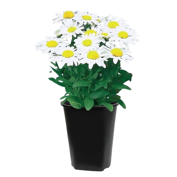 Expert Gardener White Shasta Daisy Live Plant