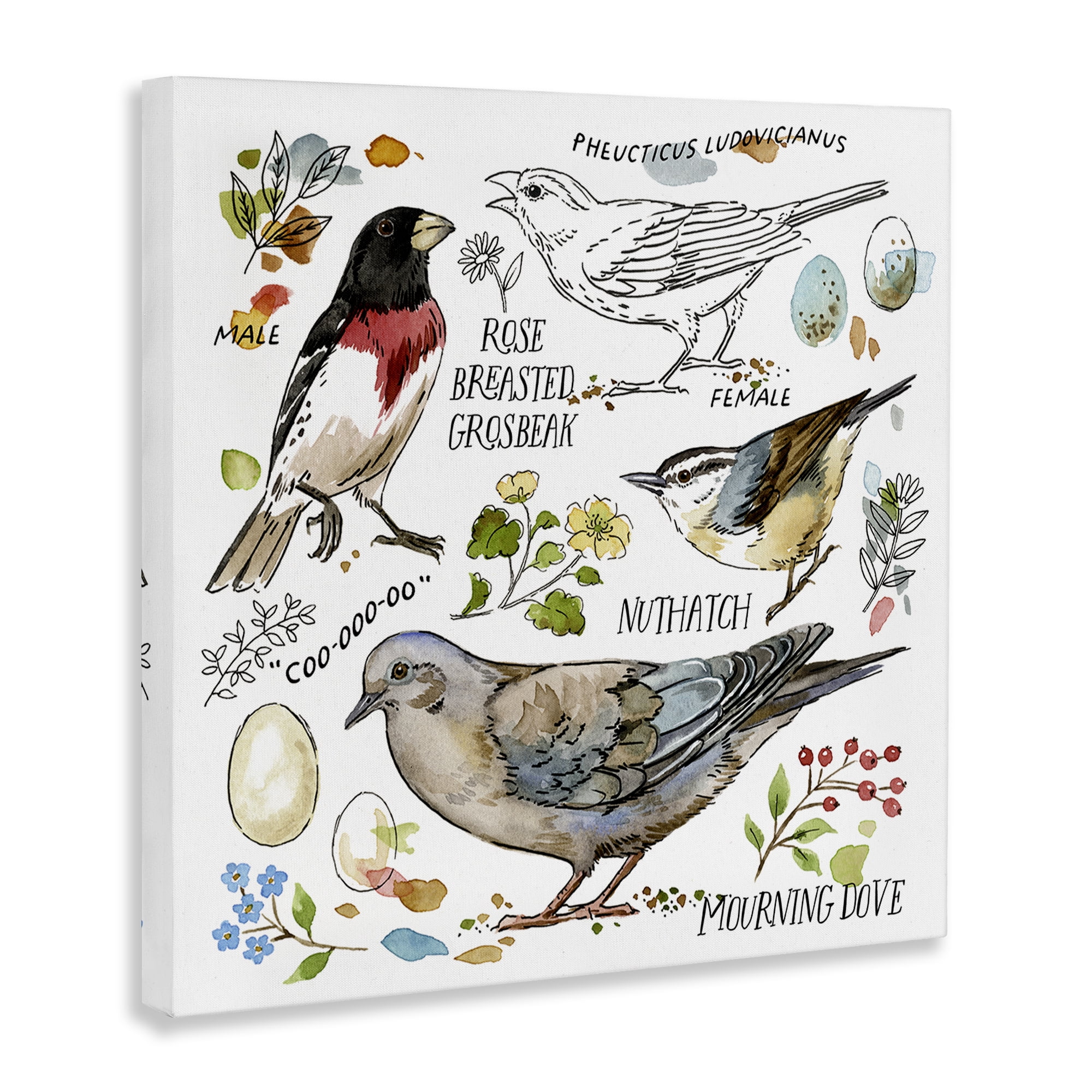 Stupell Industries Bird Watching Diagram Animals Painting Wrapped Canvas Art Print Wall Art, 17 x 17