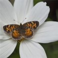thumbnail image 1 of Butterfly on White Flower Poster Print, 24 x 24, 1 of 1