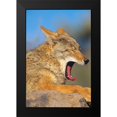 thumbnail image 2 of Fitzharris, Tim 11x14 Black Modern Framed Museum Art Print Titled - Coyote yawning, 2 of 5