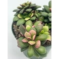 thumbnail image 5 of Anacampseros Telephiastrum Variegata, 4 inch Pot, Variegated Sunrise Succulent, Pink, tricolored, 5 of 9