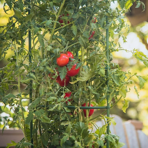 GOOHOCHY  12 Pcs Tomato Stakes Plant Support Vine Plants Holder Cage