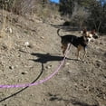 thumbnail image 6 of NANAHuangHeavy Duty Rope Dog Leash, 3/4/5/6/7/8/10/12/15 FT Nylon Pet Leash, Soft Padded Handle Thick Lead Leash for Large Medium Dogs Small Puppy (1/2" * 6', Black), 6 of 7