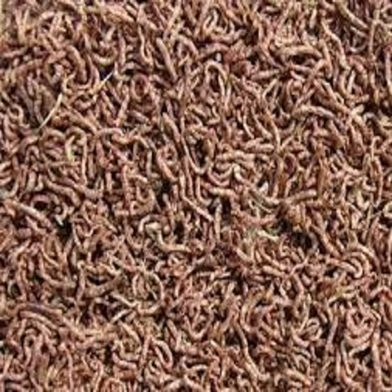 2oz Bloodworms, Grade A Freeze Dried Floating Bloodworms for Carnivorous  Plants. Also Community Tropical Fish, Discus, Cichlids Bettas, Turtles. 2oz