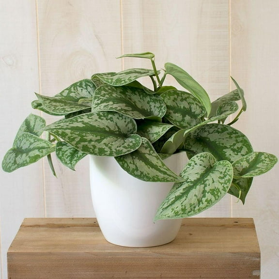 Silver Satin' Scindapsus | Indoor Plant with Variegated Leaves | Pet-Friendly, Easy Care, Trailing Foliage for Home & Office 6" Pot