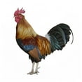 thumbnail image 2 of Colorful Rooster Wall Mural by Wallmonkeys Peel and Stick Graphic (18 in H x 16 in W) WM171191, 2 of 4