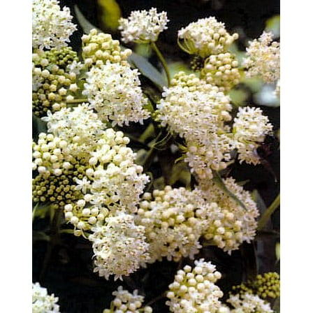 Ice Ballet Butterfly Milkweed - Asclepias - Live Plant - Gallon Pot