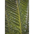 thumbnail image 1 of Ahgly Company Indoor Rectangle Patterned Dark Forest Green Novelty Area Rugs, 3' x 5', 1 of 6