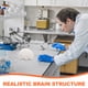 thumbnail image 4 of ColoMX Modelo de cerebro humano: modelo anatómico con base de exhibición para educación científica, estudio, exhibición, enseñanza médica, blanco, 4 of 8