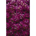 thumbnail image 3 of 100 EASTER BONNET ALYSSUM Lobularia Maritima Bright Purple Flower Seeds, 3 of 3