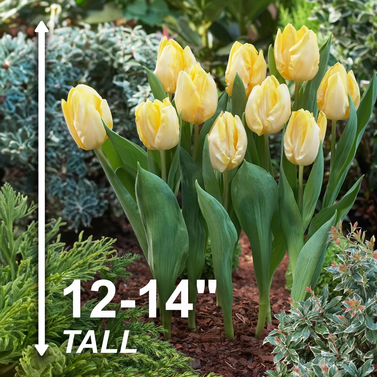 Garden State Bulb Sunny Prince Single Early Tulip Flower Bulbs, 12/+ cm (Bag of 25)
