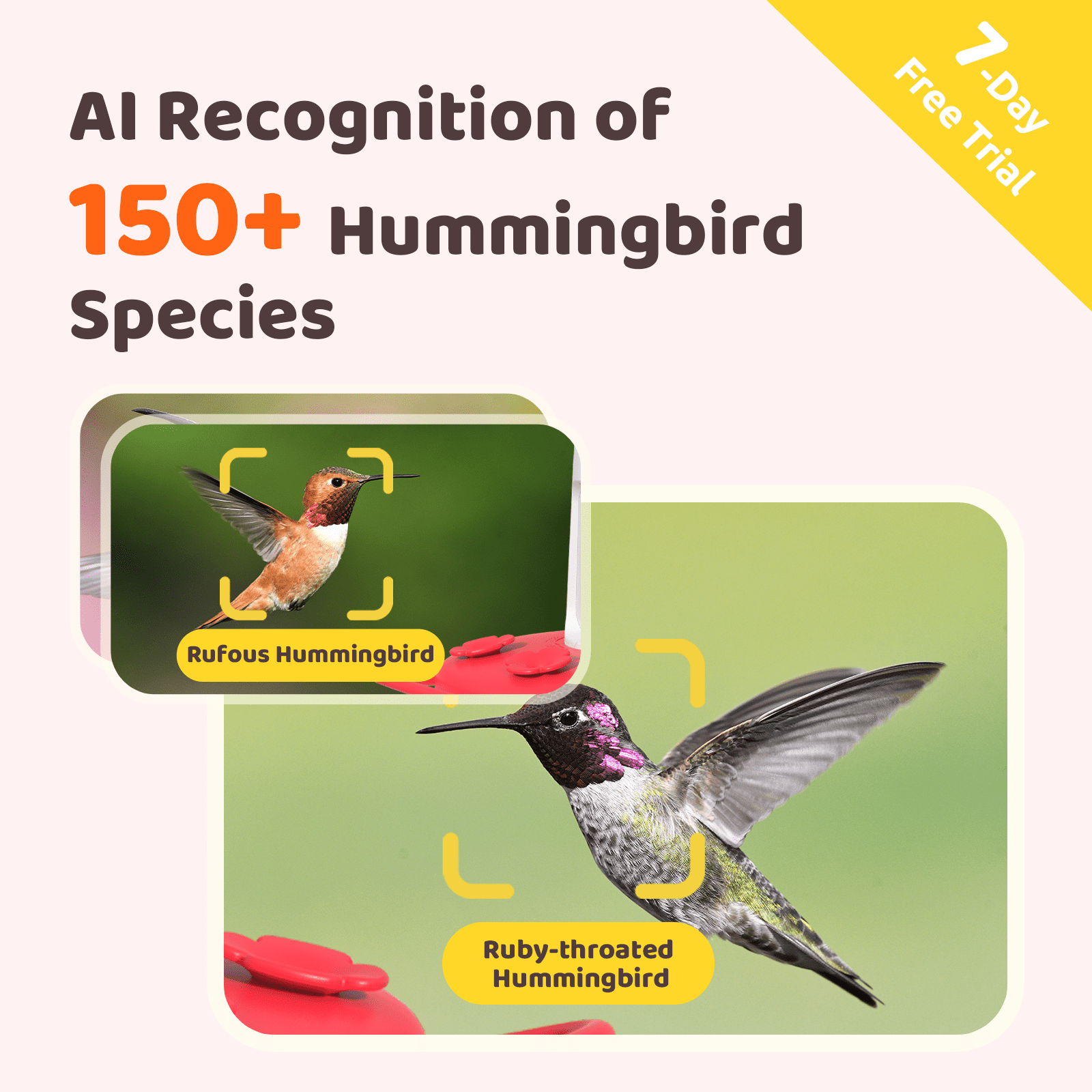 Birdfy Humming Bird Feeder with Camera, 1080P FHD Hummingbird Feeder Camera with Ant Moat, AI Identify Bird Species, Ideal Gift