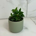 thumbnail image 4 of Peperomia Trinervula, 2" Plant, The Plant Farm, 4 of 5